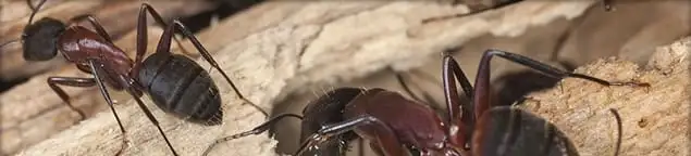 Close-up of ants on wood showing an active ant infestation in Akron, OH