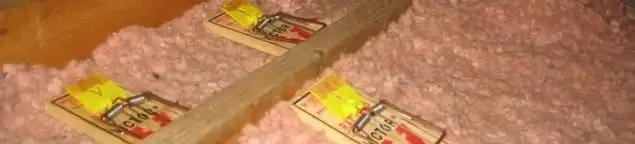Mouse traps placed in an attic for rodent control in Akron, OH