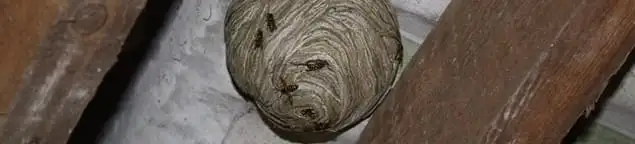Wasp nest in an attic space, a common home infestation risk in Akron, OH