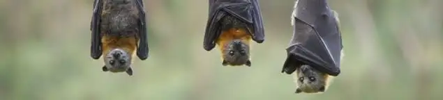 Bats roosting together, a common sign of a bat infestation in Akron, OH