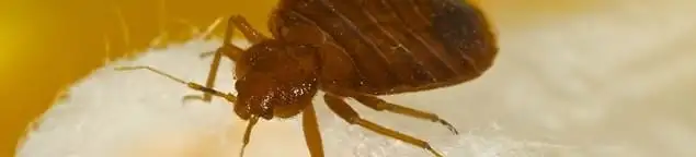 Close-up of a bed bug, a sign of an active infestation in Akron, OH