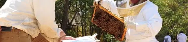 Bee removal specialists relocating a hive and honeycomb safely in Akron, OH