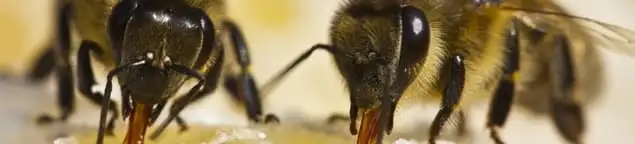 Close-up of honey bees, a sign of a nearby hive in Akron, OH