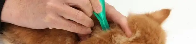 Flea treatment for pets using a flea comb, a sign of flea problems in Akron, OH