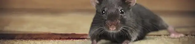 Mouse indoors, a common sign of a rodent infestation in Akron, OH