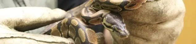 Snake removal specialist safely handling a snake with protective gloves in Akron, OH