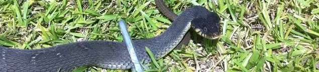 Snake in a yard, a common sign of a snake problem near a home in Akron, OH