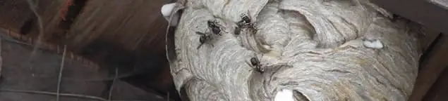 Close-up of a wasp nest with active wasps, a sign of an infestation in Akron, OH